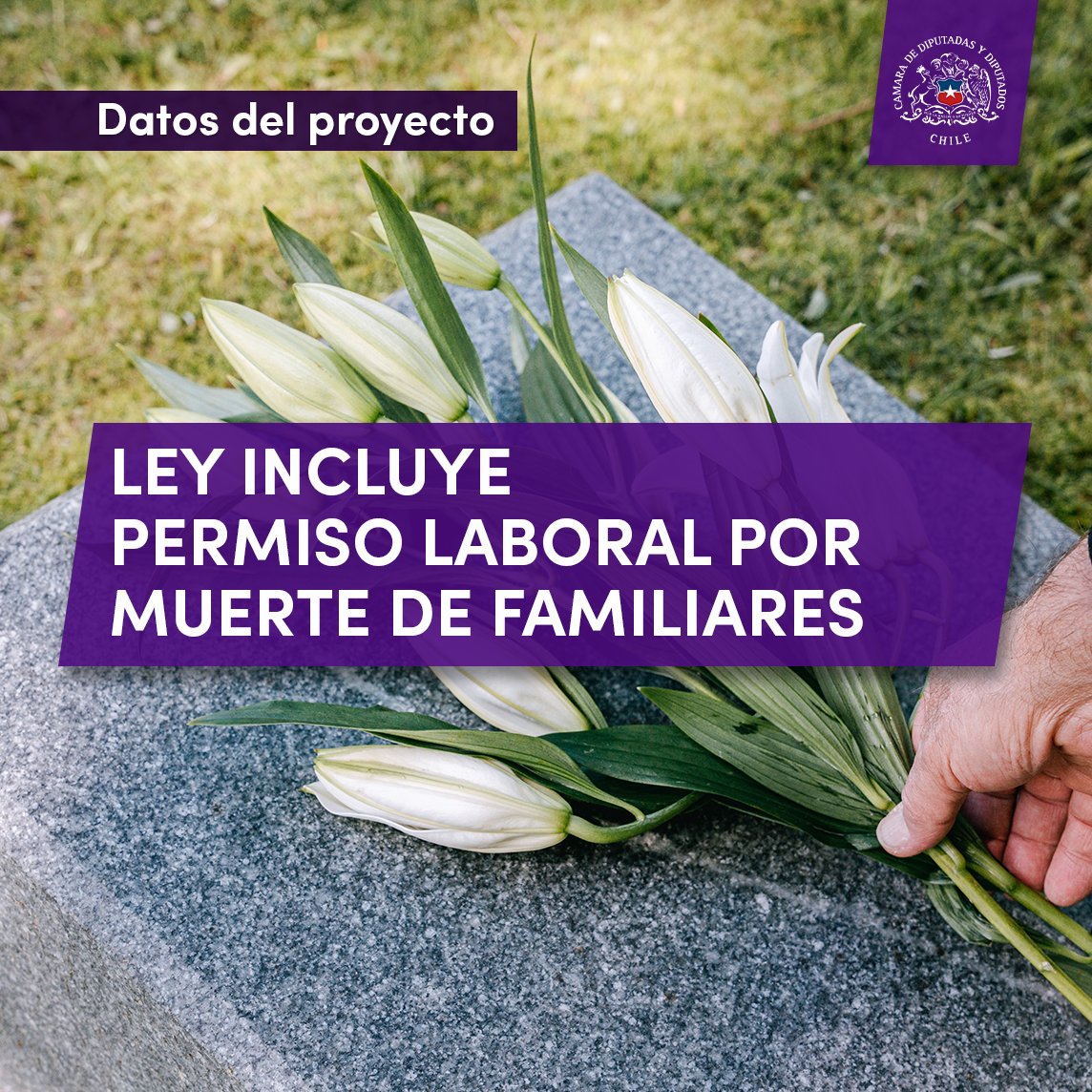 Camara_cl's tweet photo. 🤓#DatosDelProyecto
📌Revisa aquí 👇en qué consiste la norma que entrega más tiempo para que las y los trabajadores puedan recuperarse tras la partida de un padre, madre, hijo, hermano o hijo en gestación.
🔎Todo el detalle está en https://t.co/bcfTQRJKQA https://t.co/ZGG44npJ64