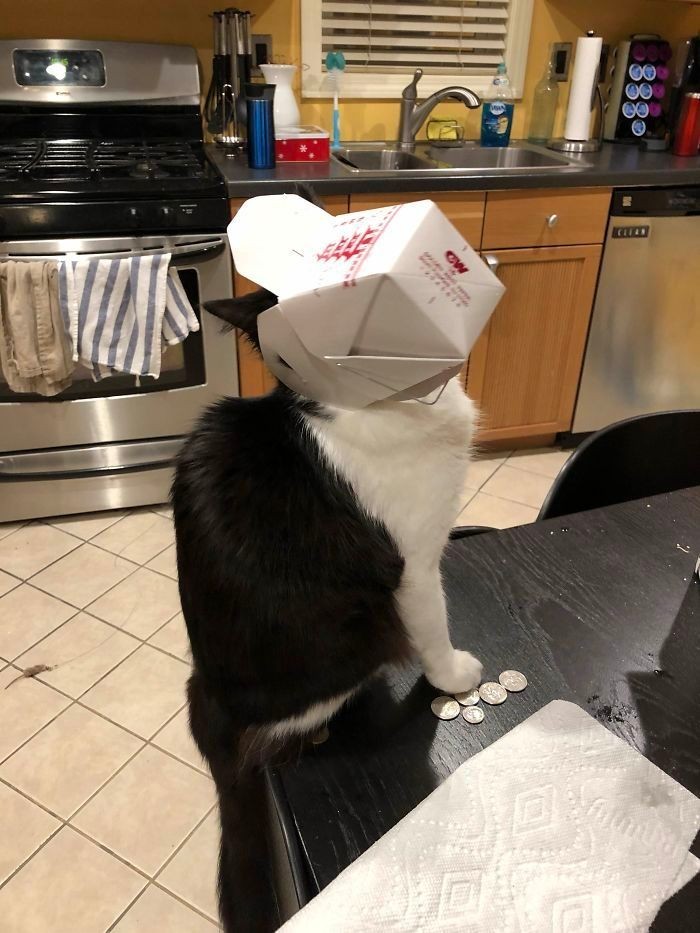 ShowYourCat's tweet photo. https://t.co/JgD7MNvdp5