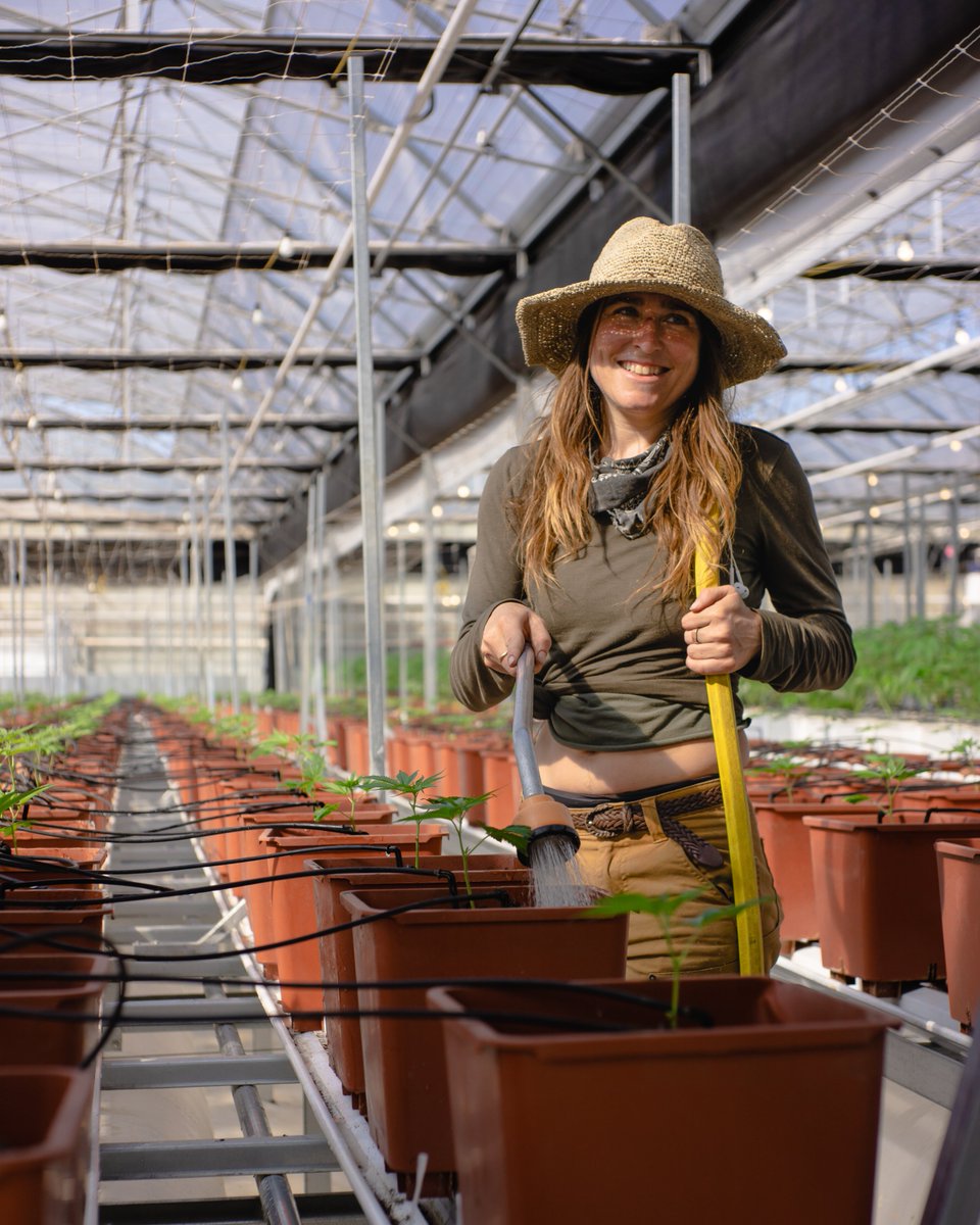 coastalsunfarm's tweet photo. Some people look at cannabis plants and think "drug".

We look at cannabis plants and think "medicine". Whether our cannabis or blueberries, it's all about raising plants to be as nutrient dense as possible.

#cannabis #nutrition #wellness #organic #plantmedicine https://t.co/hv8hesxqM5