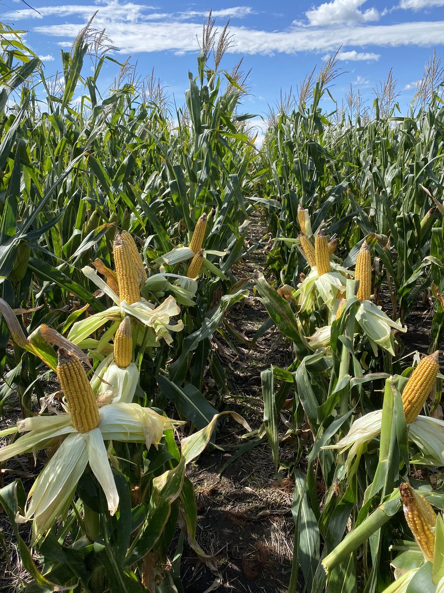 Damiantwr's tweet photo. Hoy salimos con las botas… estimación de rinde con @DamianCtt. Excelente llenado de los Maices en JNF.
• FS: 20/11/2021
• Híbrido: DK 7220
• Fert P: 100 kg/ha FDA
• Fert N: 110 kg/ha Urea variable (150-100-50)
• 📌 Juan N Fernandez
#EADS @FieldViewArg https://t.co/f2xUhSEtuf