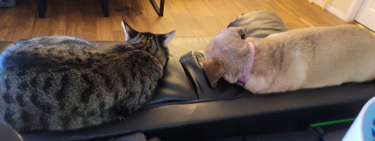queenb0nes's tweet image. My two streaming buddies ❤️ #streamerpets you'll notice them pop in once in a while. They both love their attention. 😀 #pets #cat #dog