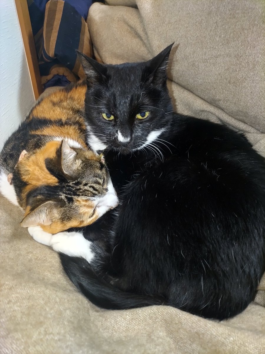 おはようございます!🐈️🐈‍⬛ 