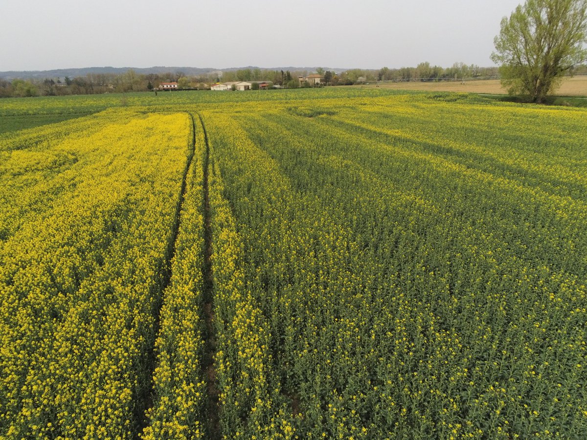 PierreA_Marre's tweet photo. #Colza22 Il y a des choses à voir ! Nette différence de précocité à floraison entre ces 2 génétiques. Floraison bien engagée mais du beau monde. Un petit coup de JET par KLAiR Temps ? 🤔 56 mm sur mars mais les 1ers signes de stress hydrique après 15j d'Autan 🥵 @FJansseune https://t.co/vSsUizS0TI