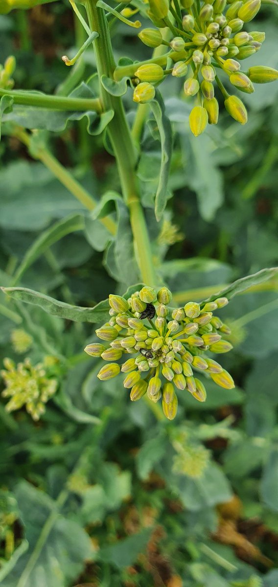 PierreA_Marre's tweet photo. #Colza22 Il y a des choses à voir ! Nette différence de précocité à floraison entre ces 2 génétiques. Floraison bien engagée mais du beau monde. Un petit coup de JET par KLAiR Temps ? 🤔 56 mm sur mars mais les 1ers signes de stress hydrique après 15j d'Autan 🥵 @FJansseune https://t.co/vSsUizS0TI