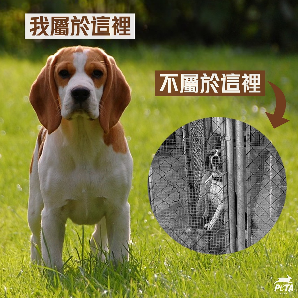 PETAAsiaTC's tweet photo. 狗狗和所有其他動物都不應該被淪為實驗工具👊
 
同意請分享。

#StopAnimalTests #FightAnimalTesting #EndAnimalTesting #dogs #beagle #cruelty #violence #oppression #animalabuse #animalrights #EndSpeciesism #PETA #PETAAsia⁠ https://t.co/rFpfYsPNE1