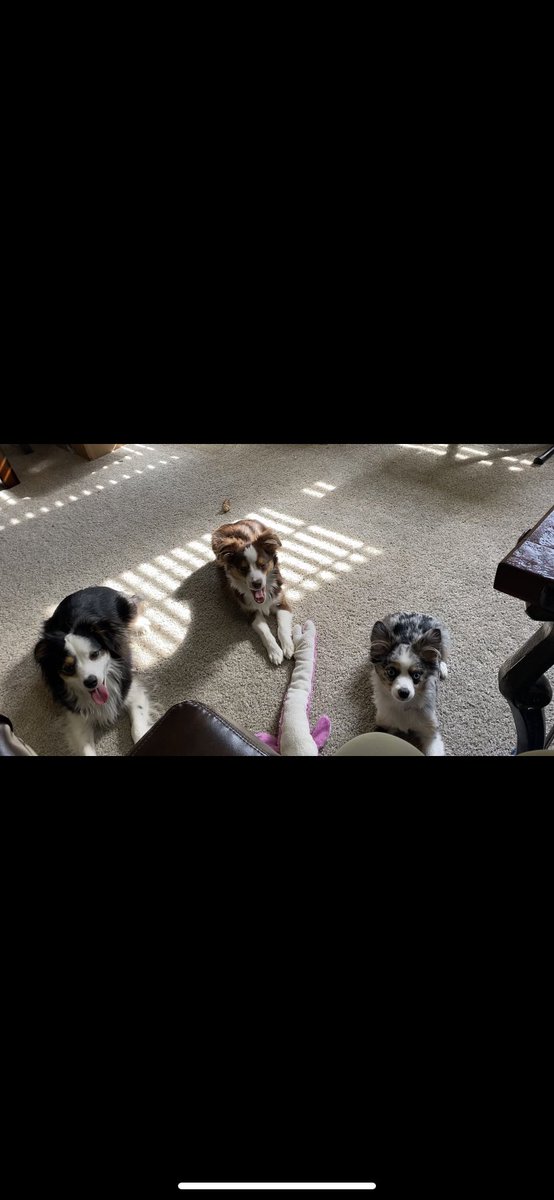 Brook2mozez's tweet photo. Pups 🥰 https://t.co/A916DHcHDA