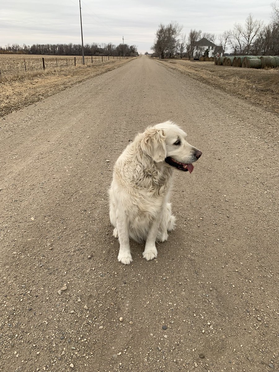 GreenwayPork's tweet image. It’s a gray day. Well, gray and a lot of brown, and a little off-white. The blah before spring.
#Monochrome #rubydog