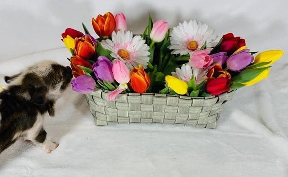 Pandapawsrescue's tweet photo. Sometimes you gotta stop &amp; smell the tulips!! Springtime is officially starting to pop up! What’s your favorite season of them all?? #pandapawsrescue #pigs #piglet #Spring https://t.co/wYzaclTXP9