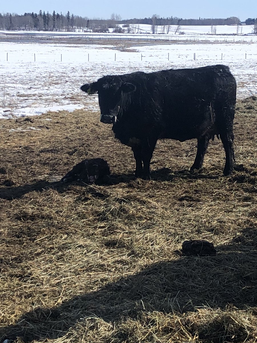 Day in the life of an RM. Barrhead Office RM @annaharapchuk has been busy the past few days welcoming a bunch of new babies out on her families farm! We hope for everyone to have a safe and happy calving season! 🐮🤠💙 Please share with us your calving pics👇