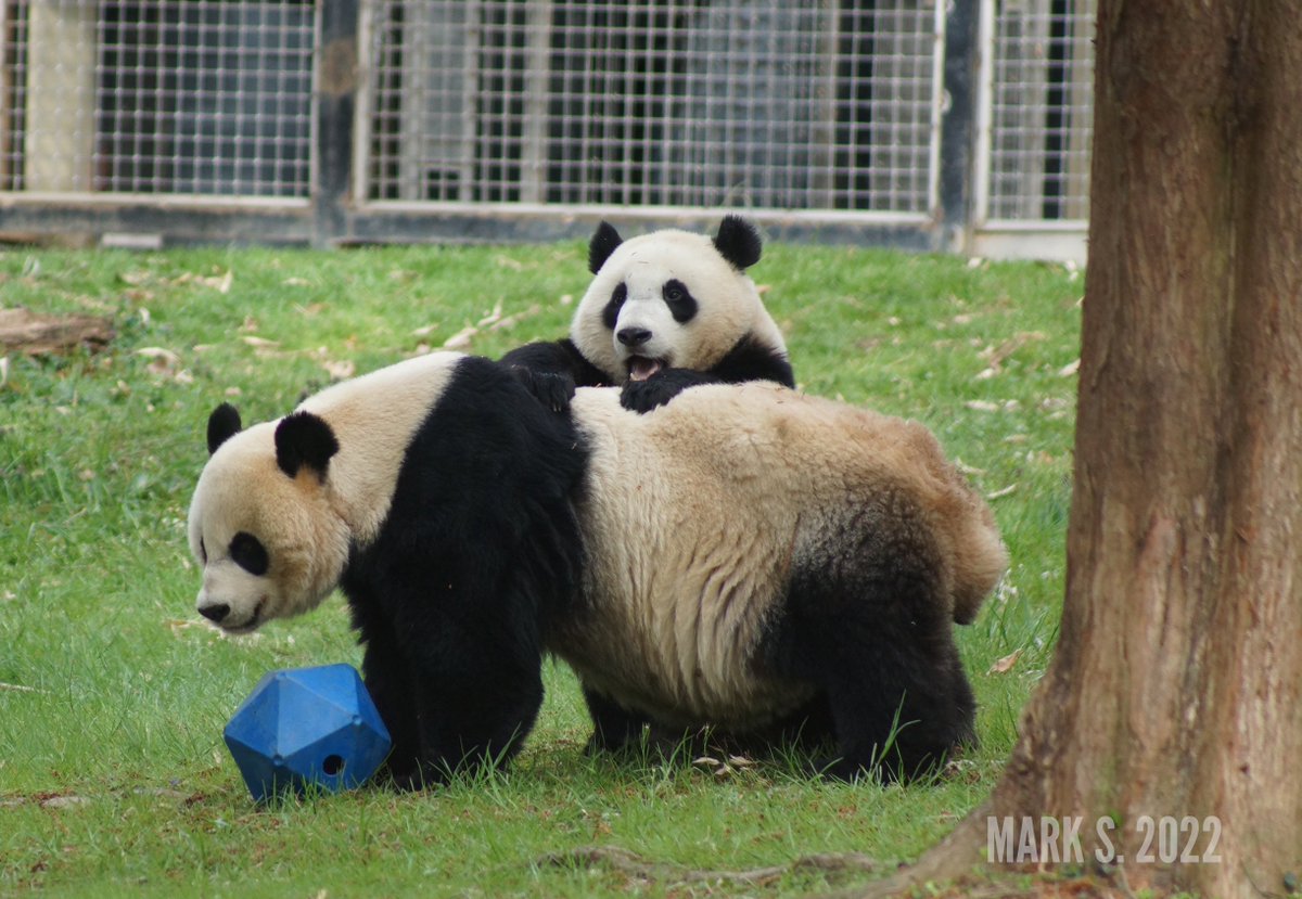 somesay's tweet photo. Qi Ji's west coast uncle and aunties are visiting this week! Thank you Mark S. and Judy S. for sharing these fabulous photos of Qi Ji and Mama @NationalZoo #panda #pandastory #nationalzoo #xiaoqiji #giantpandas https://t.co/UI6rBYGumo