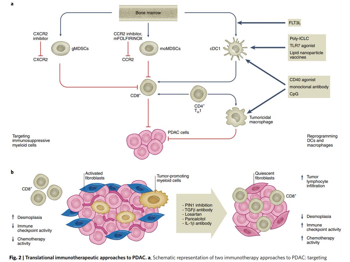 jsoriamd's tweet photo. Overview of recent advances in targeted therapy &amp; #immunotherapy for pancreatic cancer.
https://t.co/BmC7vQstt1 https://t.co/MRZXiIHMcD