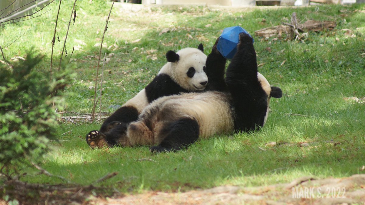 somesay's tweet photo. Qi Ji's west coast uncle and aunties are visiting this week! Thank you Mark S. and Judy S. for sharing these fabulous photos of Qi Ji and Mama @NationalZoo #panda #pandastory #nationalzoo #xiaoqiji #giantpandas https://t.co/UI6rBYGumo