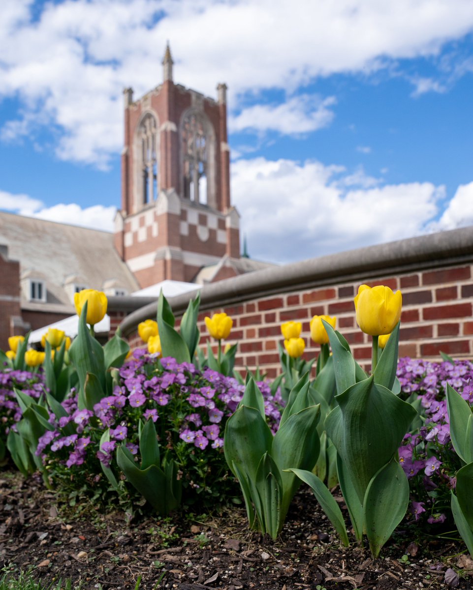 Spring has sprung at #URichmond! ❤️💙🕷 #TowerTuesday