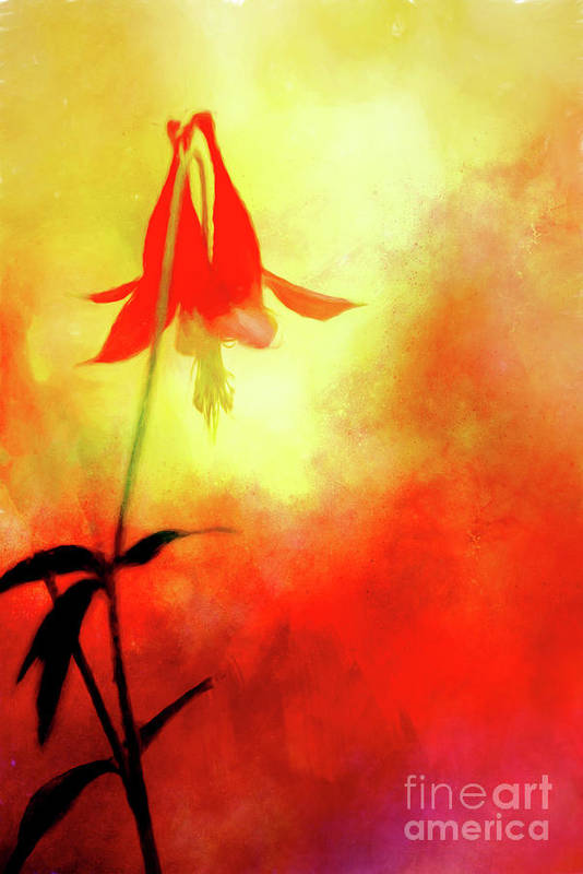 photoartbyanita's tweet photo. Love colorful floral art? Check out "Columbine Sunset." https://t.co/p1PCkWd5HB #redColumbine #sunsetColors #red #yellow #brightcolors #springFloral #springFlowers #SpringForArt #ThisSpringBuyArt #photoart #fineartphotography #artforsale https://t.co/5XBPXjwa5b