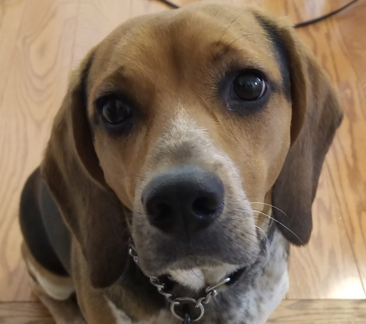 BeagleJ28's tweet photo. I was asked to appear in the Dog edition of Vogue and subsequently told there were no treats as compensation. Both handsome and disappointed. https://t.co/XKs34nCjbp