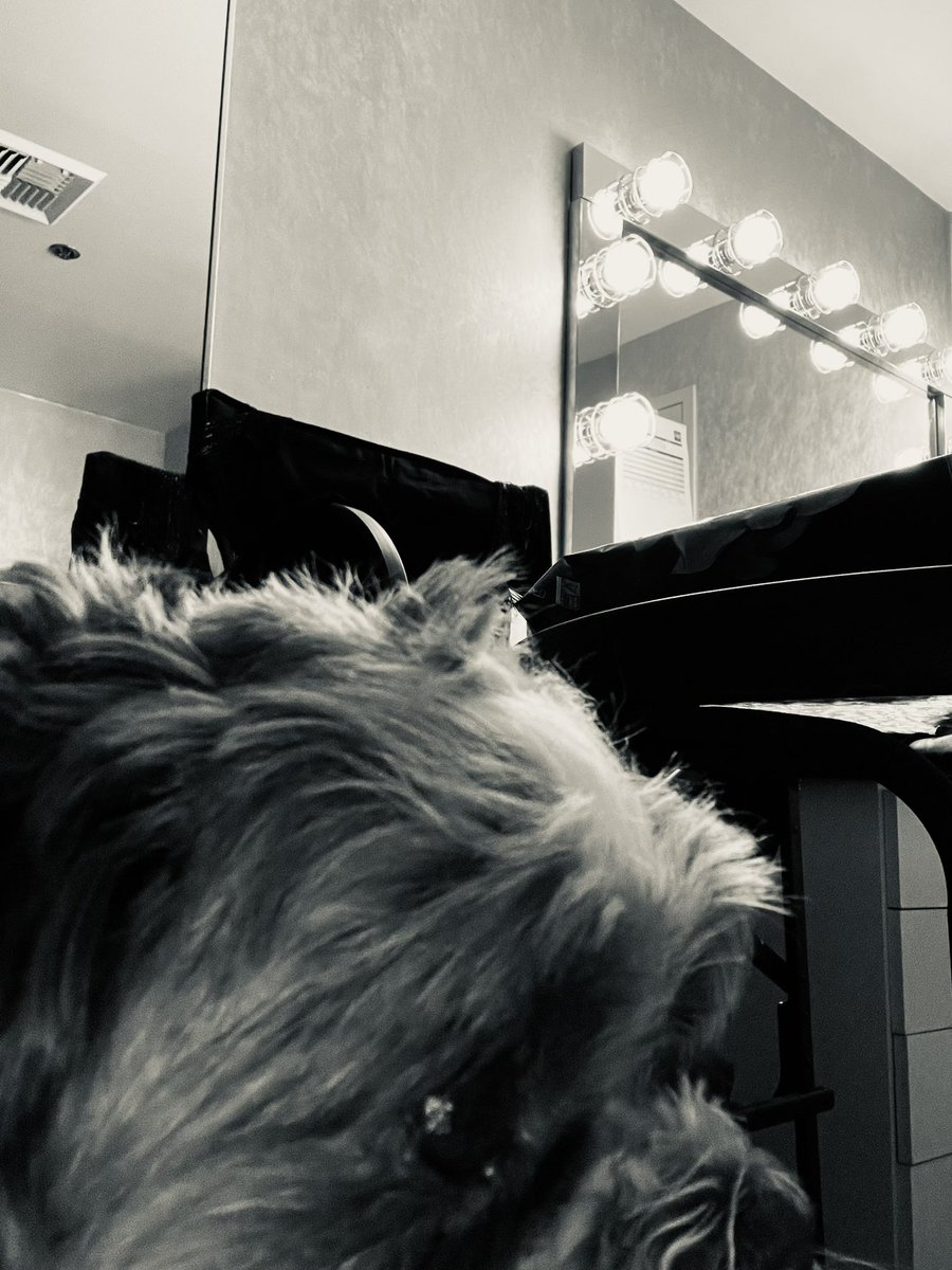 BiscuitRockDog's tweet photo. Look! 👀 I just took my first #selfie ever! What do you think? It’s in Mama’s dressing room in #PalmDesert. 🐶 ❤️ 📷 https://t.co/NMuOZqB30a
