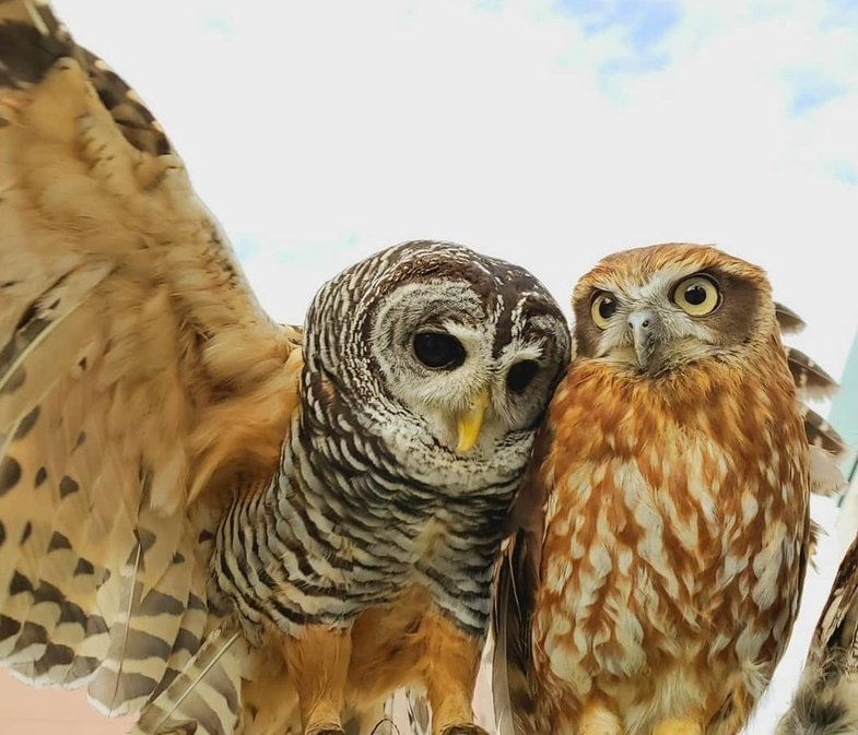 #ol
Owl Lisp talks to Otus Lisp about world domination. :)

I'm very thankful to the Owl Lisp - the best pet project that I've ever seen. Despite the fact that I changed a lot, added a lot - without Owl Lisp there would be no Otus Lisp for sure.

gitlab.com/owl-lisp/owl