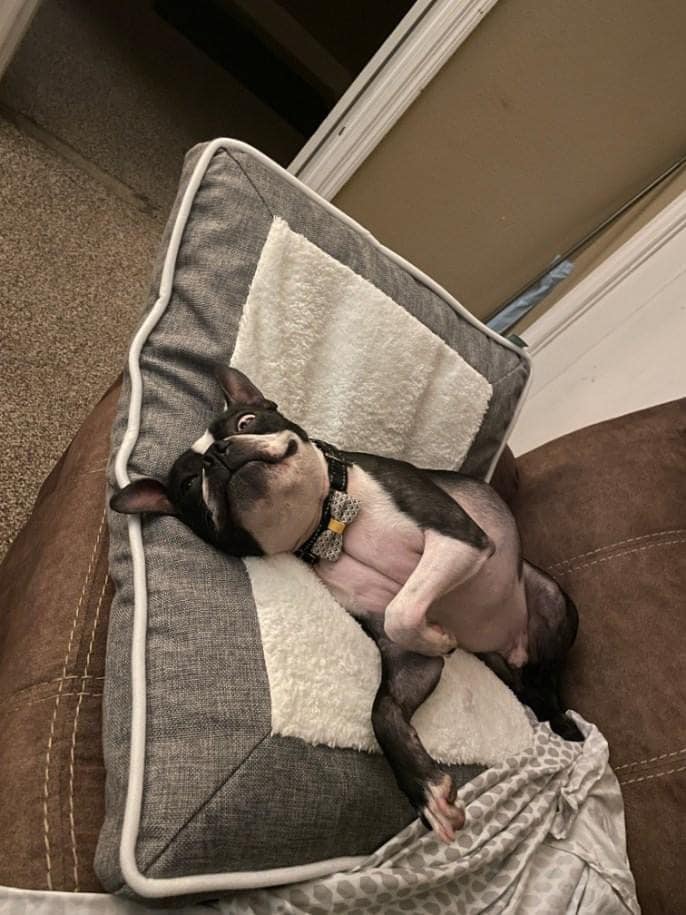 NEBTR's tweet photo. Remember Romeo? This handsome #BostonTerrier had a list of requirements, but there is no stronger foundation in #rescue than knowing there is a lid for every pot. Romeo found his perfect person and is living his best life ❤️
#DogsOfTwitter #RescueDogs #ShortNoses https://t.co/tQJ3W1MRkA
