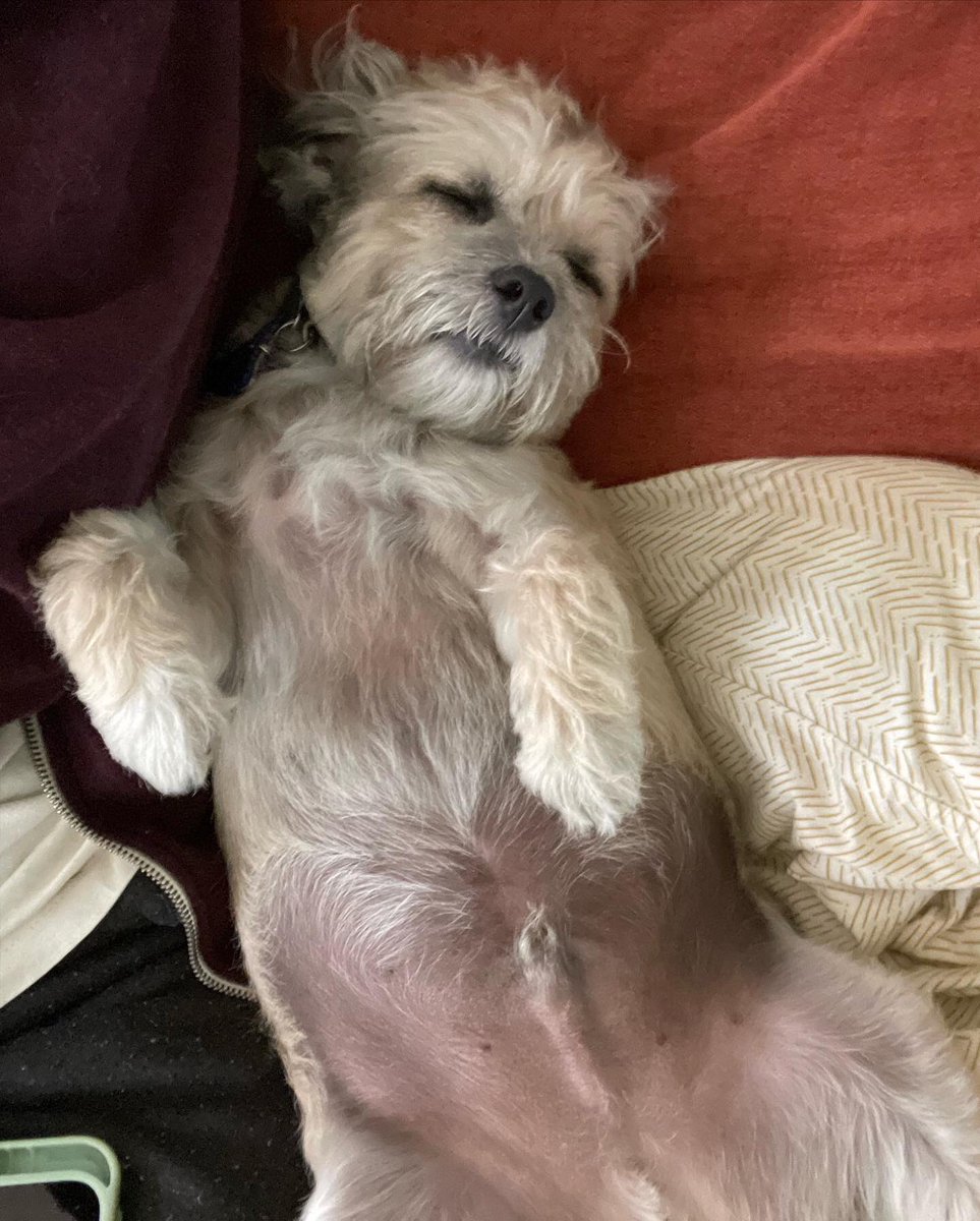 Can I Pet Your Dog? tweet media