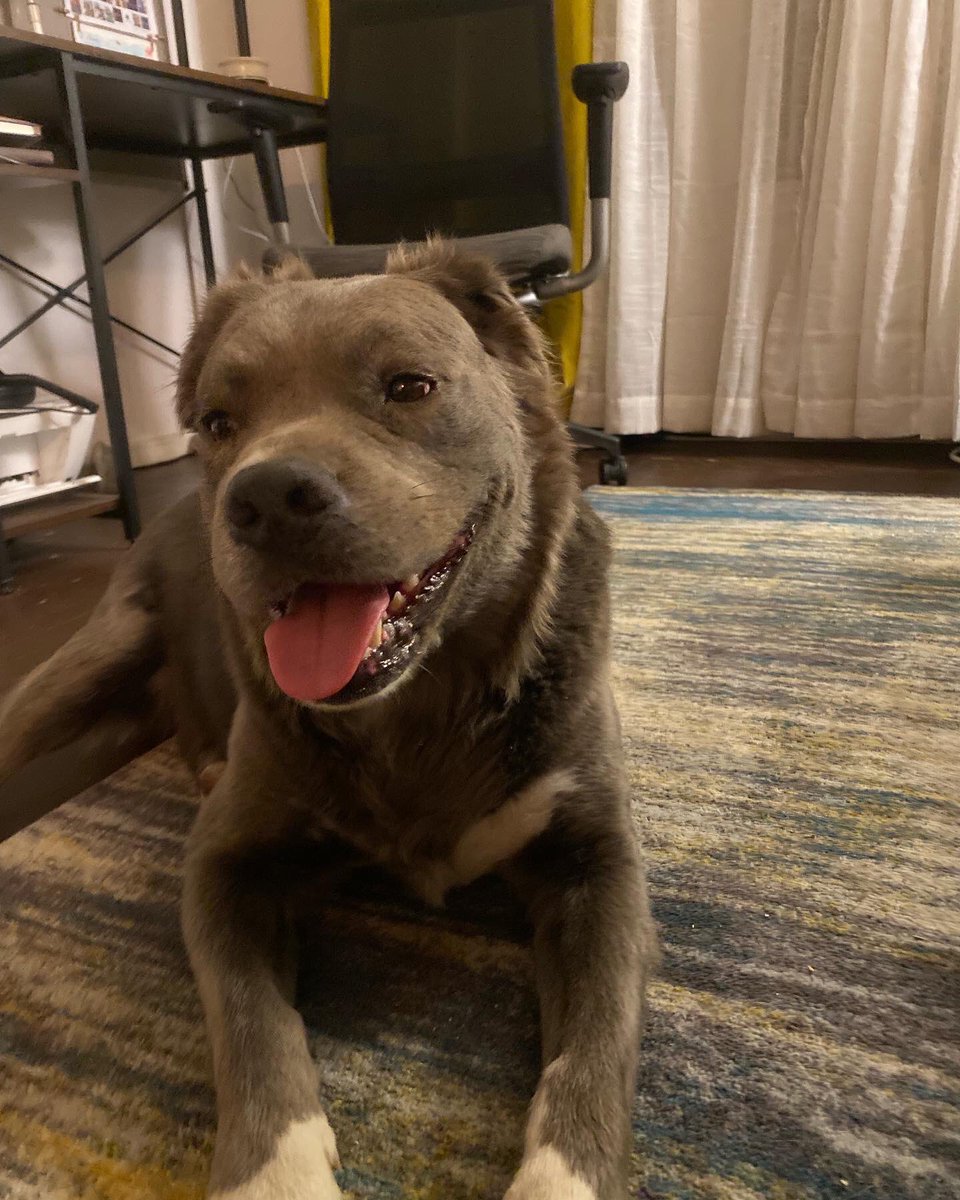 Can I Pet Your Dog? tweet media