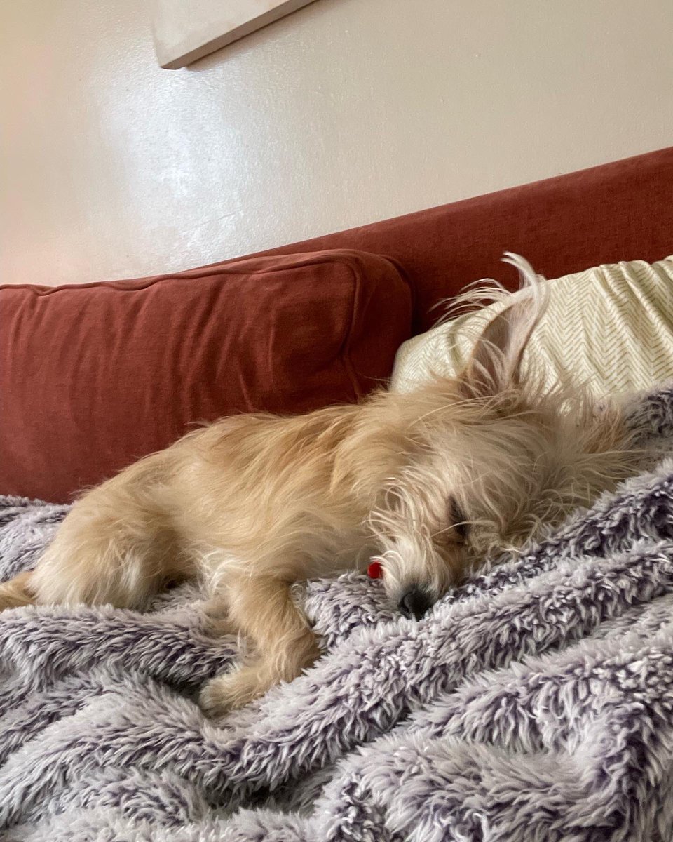 Can I Pet Your Dog? tweet media