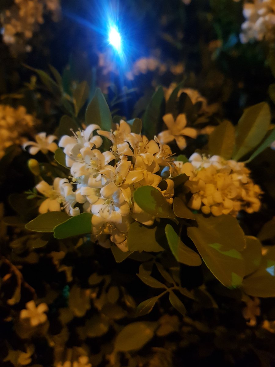 밤에만 피는꽃 브라질 말로는  `Dama de Noite' 다마 지 노이찌 
밤의여왕 이란 뜻을 가지고 있습니다
향기가 얼마나 진한지 냄새에 취하고 낮동안 더웠지만 더위를 날려주는 선선한 밤공기에 취하는 그런 밤 입니다.