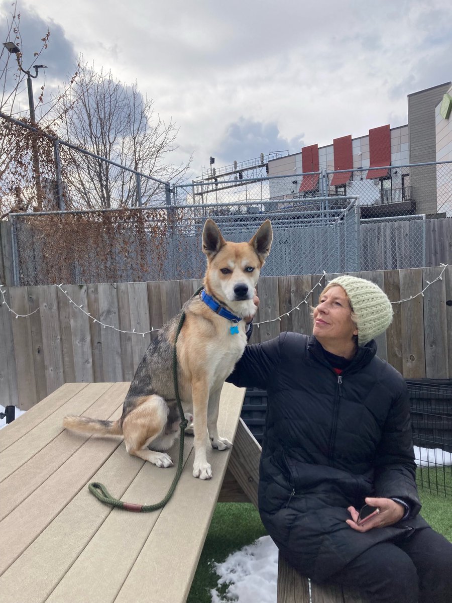 paula_blyth's tweet photo. Neo is my favorite guy ⁦@onetailatatime⁩ in Chicago! He’s been looking for his forever home for a long time. He’s loving and dog friendly and smart! Please retweet so we can find him the wonderful home he deserves! https://t.co/0HgVFpqIho