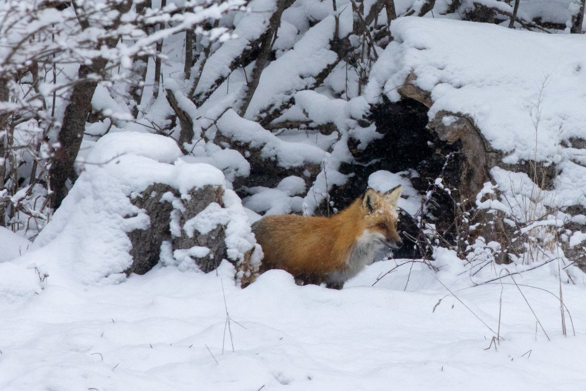 Xelseragoth's tweet photo. I had a friend in my backyard this morning!
#photography #nature #fox #snow https://t.co/mhi7hKnk7s