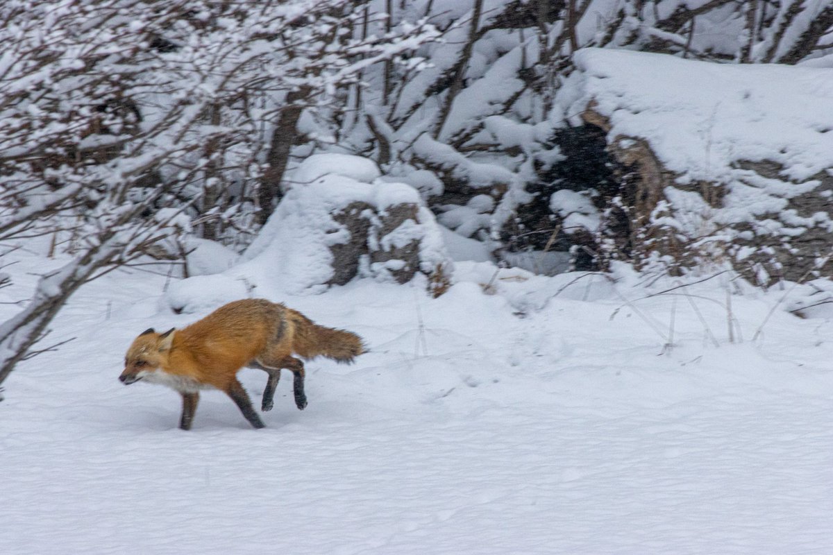 Xelseragoth's tweet photo. I had a friend in my backyard this morning!
#photography #nature #fox #snow https://t.co/mhi7hKnk7s