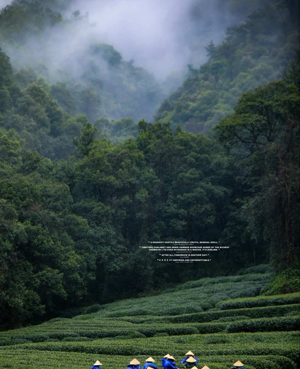 tiktiknini's tweet photo. 春日里的浪漫，是喝一杯雨前龙井 https://t.co/nPkbyhbHRW