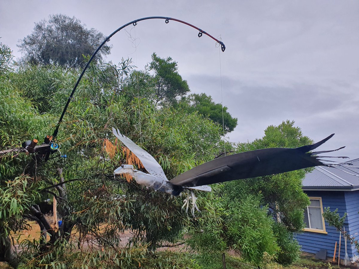 Bruny Island Bird Festival tweet media