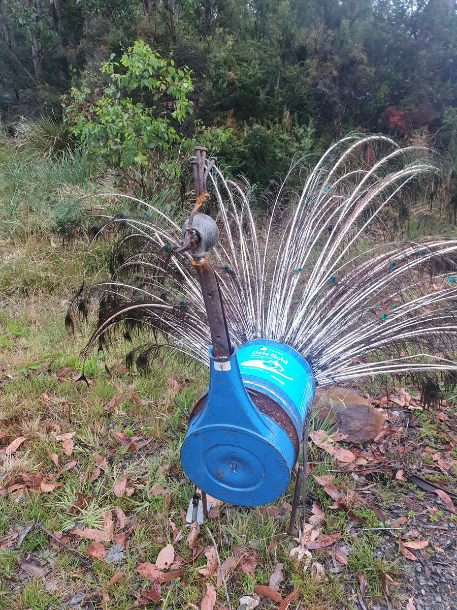 Bruny Island Bird Festival tweet media