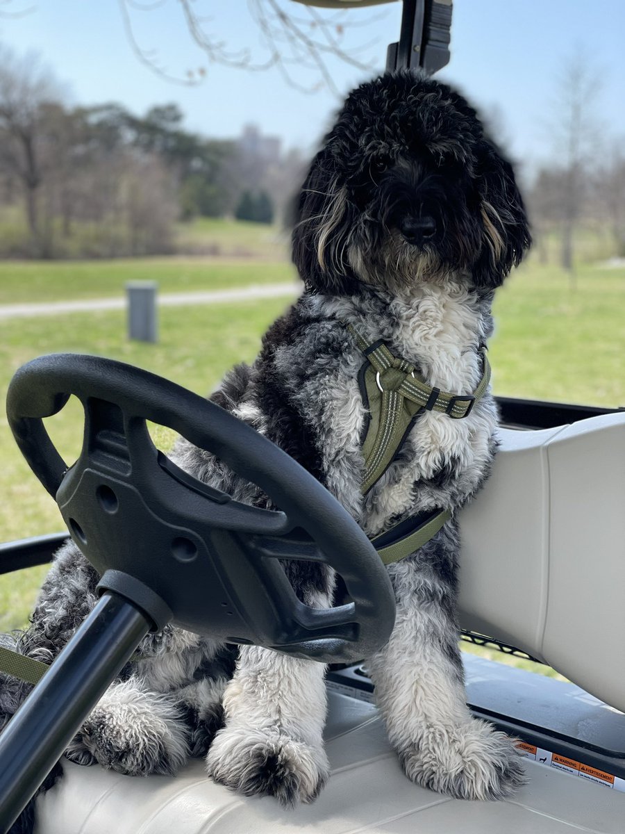 DanielJEsteve's tweet photo. Wembley traded cleats for clubs today ⛳️ #CartDog https://t.co/HBa5VdDGda
