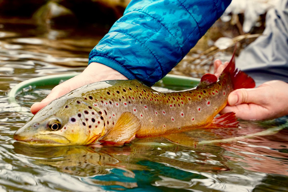 pafishandboat's tweet photo. 📅 Are you counting down the days until you can reel one of these in? The Pennsylvania trout season opens statewide on Saturday, April 2!

Get your license and permits: https://t.co/zoVCgNe6gg

🎣 #Pennsylvania #fishpa #hikepa #visitpa #PaTrout #trout #troutfishing #PaFishing https://t.co/IGlUmjmQHj