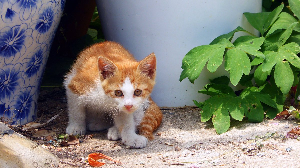 Stevenh19963116's tweet photo. Curiosity.....
#animals #AnimalsOnTwitter #animalphotography #animalpic #cat #curious #photography #photog #PicOfTheDay https://t.co/kCCBSYNzDr