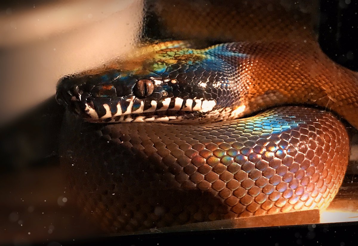 Twilight_Saint's tweet photo. What a stunner✨
Imperio, my Northern #WhiteLippedPython. Raised & owned by myself💀🐍
#snake #cutesnakes #cutereptiles #wlp #dalbertspython #rainbowsnake https://t.co/5LUHLrqXpj