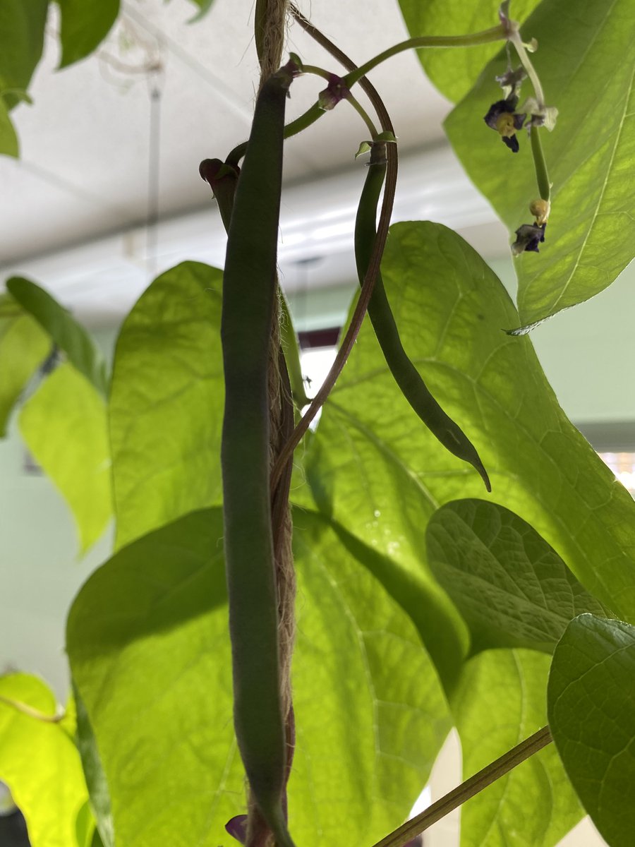 MsJacobs_NL's tweet photo. There is a lot happening in our #littlegreenthumbs garden! #lgt #indoorgardening #nlschools #gma #nlesd https://t.co/9kWPFcVcTC