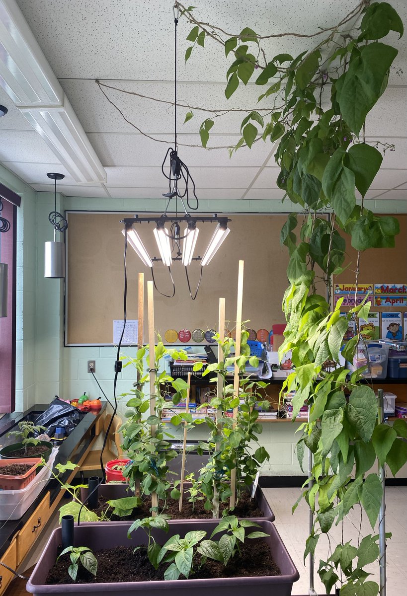 MsJacobs_NL's tweet photo. There is a lot happening in our #littlegreenthumbs garden! #lgt #indoorgardening #nlschools #gma #nlesd https://t.co/9kWPFcVcTC