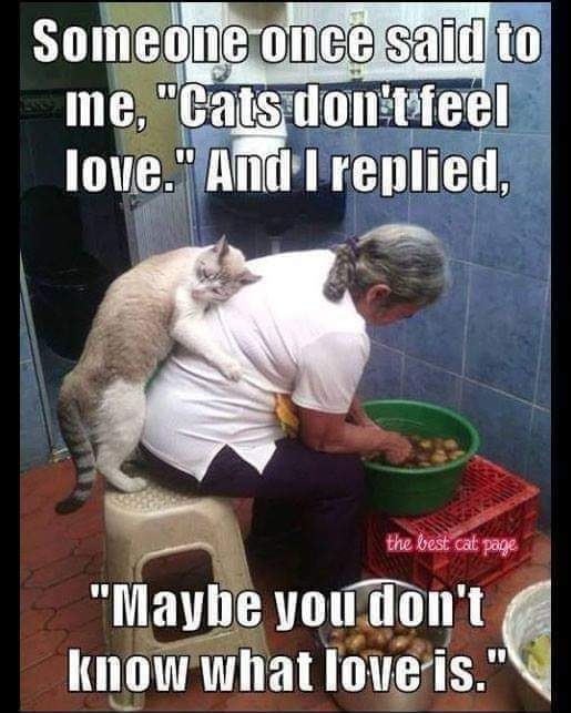 Biscuit, Stimpy, and friends. 🇺🇦❤ (@biscuitstimpy) on Twitter photo 