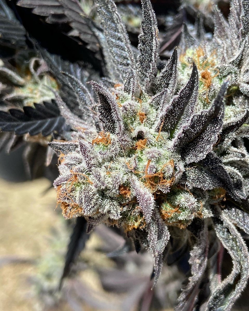 THC Nomad tweet media