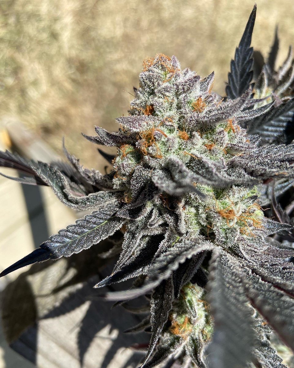 THC Nomad tweet media