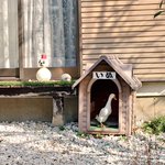 犬とは一体？犬小屋の中に入っていた生き物が犬じゃない!