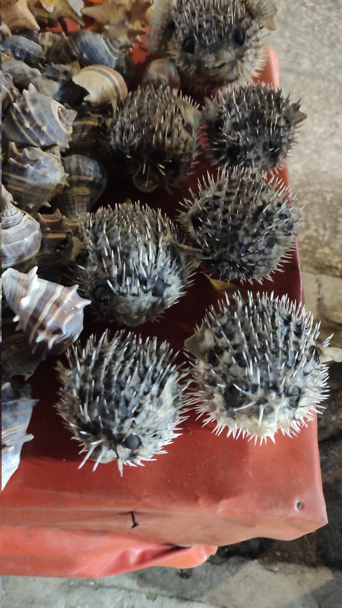 Valolumar's tweet photo. Qué tristeza que esto esté pasando en Tolú. Venta de pez globo como "souvenir", también, sigue la venta de estrellas de mar y caracol pala. @carsucre @CorporacionCVS @MinAmbienteCo 💔 https://t.co/sX7s1C8fBT
