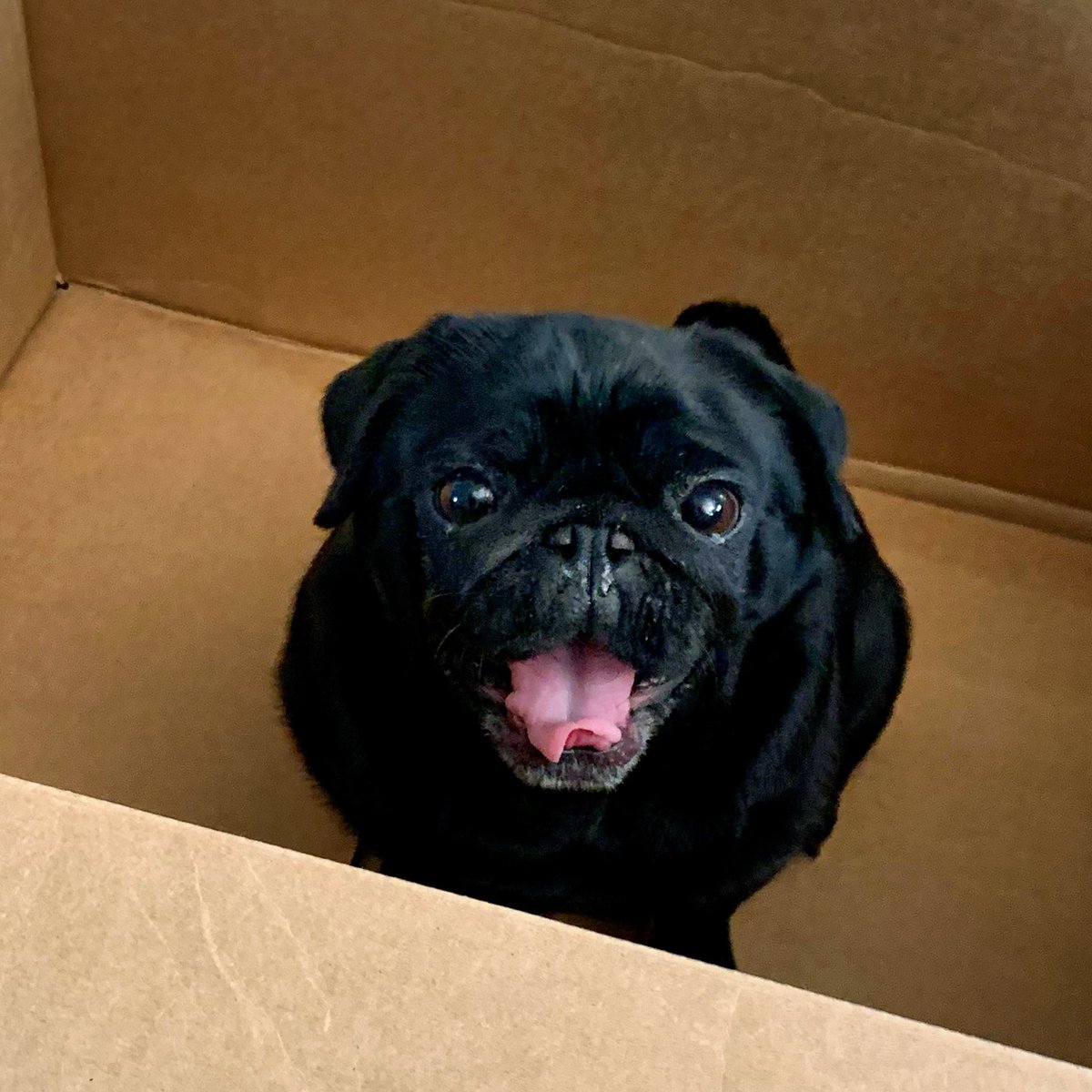 Tongue out, Leota in (the box)

#tot #tongueouttuesday #scribblepugtot #sallypughugs #lovefromleota #blackpugs 
#puglife #pug #pugs #pugsofinstagram #dogsoftwitter #pittsburghpug #dogsofpittsburgh #dogsoftheburgh