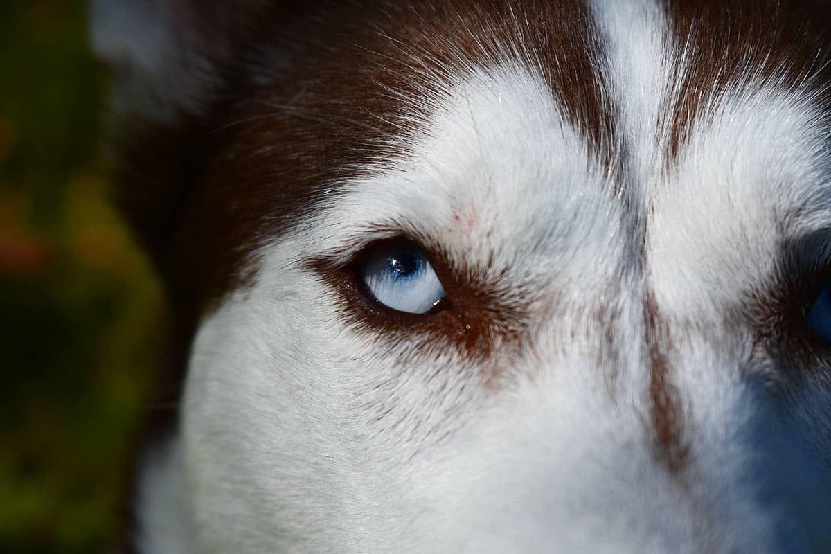 Iversen Husky tweet media