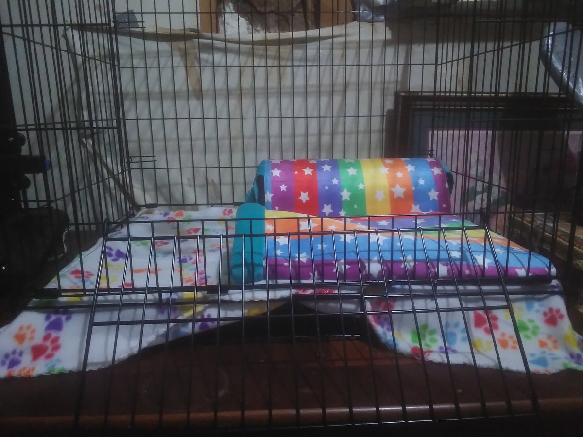 DesiMakesThings's tweet photo. Hedgehog cage and stuff arrived today!!

The tunnel and sleep bag for the hedgehog are bigger than what I expected and take up most of the cage 😐 I'll need to get a bigger cage eventually as the hedgie gets bigger anyway.

Still cute, though lol https://t.co/UHGAPn6juh