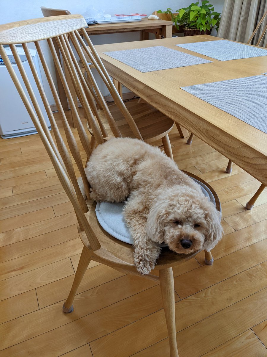 chikunpoo's tweet photo. どく気ない犬

クッションにしちゃうぞ〜

#トイプードル
#いぬとの暮らし https://t.co/TSrAMFkUle