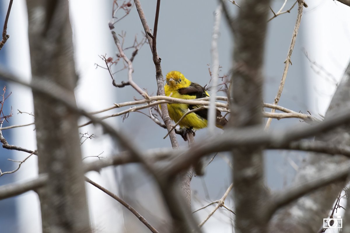 positively4ever's tweet photo. Beautiful spring like day exploring our unusual "yellow" birds along our city trails. Boston Oriole, Western Tanager, Yellow Throated Warbler and a Golden Crowned Kinglet. All along our city trails today! #lovestjohns #explorenl #birdNL @DestinationSJ @CityofStJohns @NLtweets https://t.co/EnrjzL4KkS