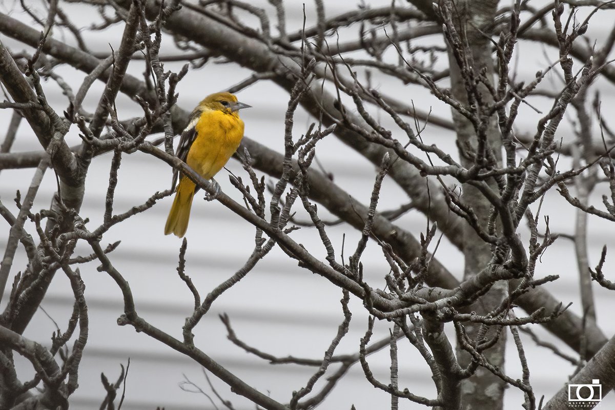positively4ever's tweet photo. Beautiful spring like day exploring our unusual "yellow" birds along our city trails. Boston Oriole, Western Tanager, Yellow Throated Warbler and a Golden Crowned Kinglet. All along our city trails today! #lovestjohns #explorenl #birdNL @DestinationSJ @CityofStJohns @NLtweets https://t.co/EnrjzL4KkS