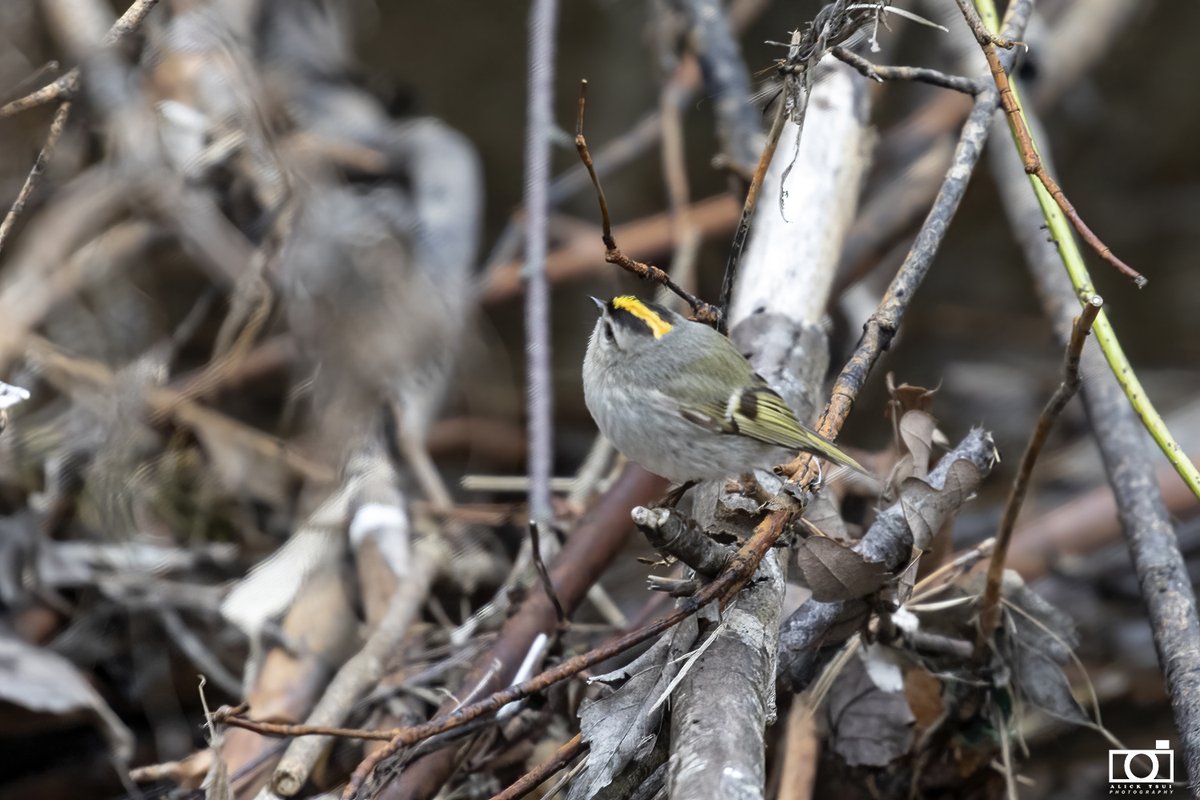 positively4ever's tweet photo. Beautiful spring like day exploring our unusual "yellow" birds along our city trails. Boston Oriole, Western Tanager, Yellow Throated Warbler and a Golden Crowned Kinglet. All along our city trails today! #lovestjohns #explorenl #birdNL @DestinationSJ @CityofStJohns @NLtweets https://t.co/EnrjzL4KkS